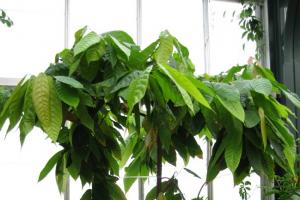 Шоколадное дерево какао: фото сортов, как растут какао-бобы Какао бобы цвет